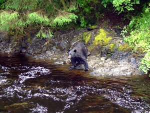 A black bear fishes for salmon during July 2006 at Gunnuk Creek, near Kake, Alaska.